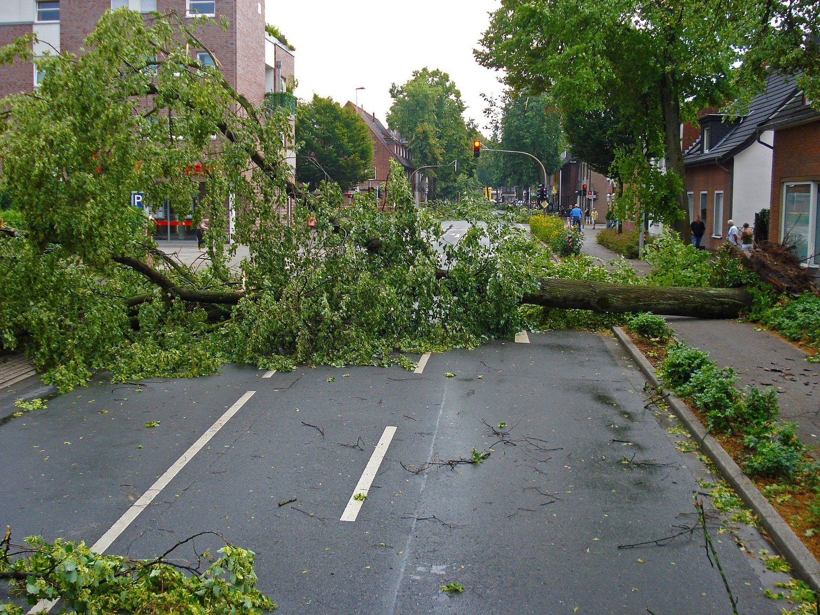 Tree Emergency 1