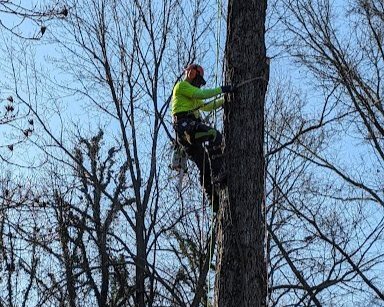 Tree Removal 1