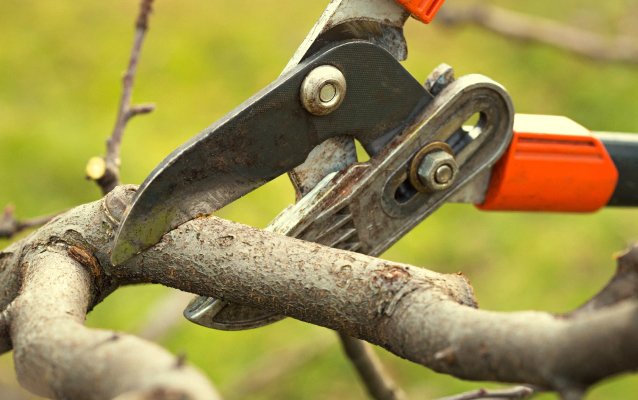 Tree Removal 2